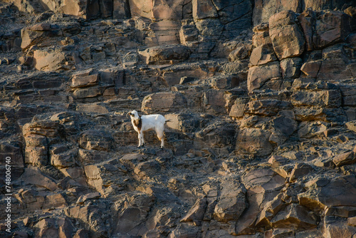 Photography wild animals