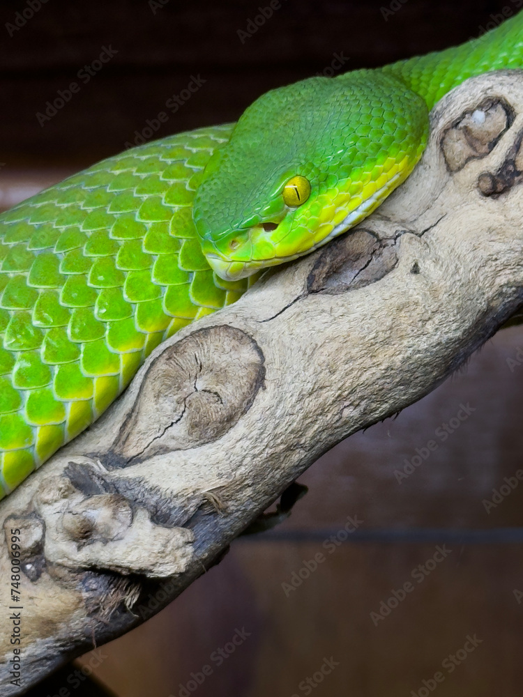 Naklejka premium Green Viper