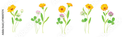 Calendula Plant with Orange Flower Head and Clover on Stem as Meadow Herb Vector Set