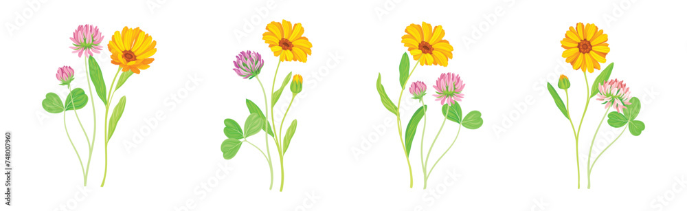 Calendula Plant with Orange Flower Head and Clover on Stem as Meadow Herb Vector Set Calendula Plant with Orange Flower Head and Clover on Stem as Meadow Herb Vector Set