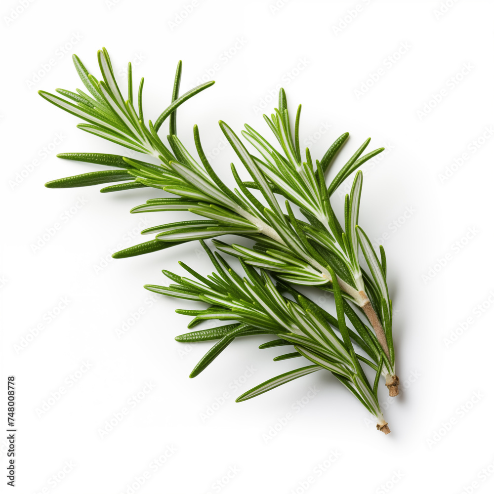 Fototapeta premium rosemary on white background