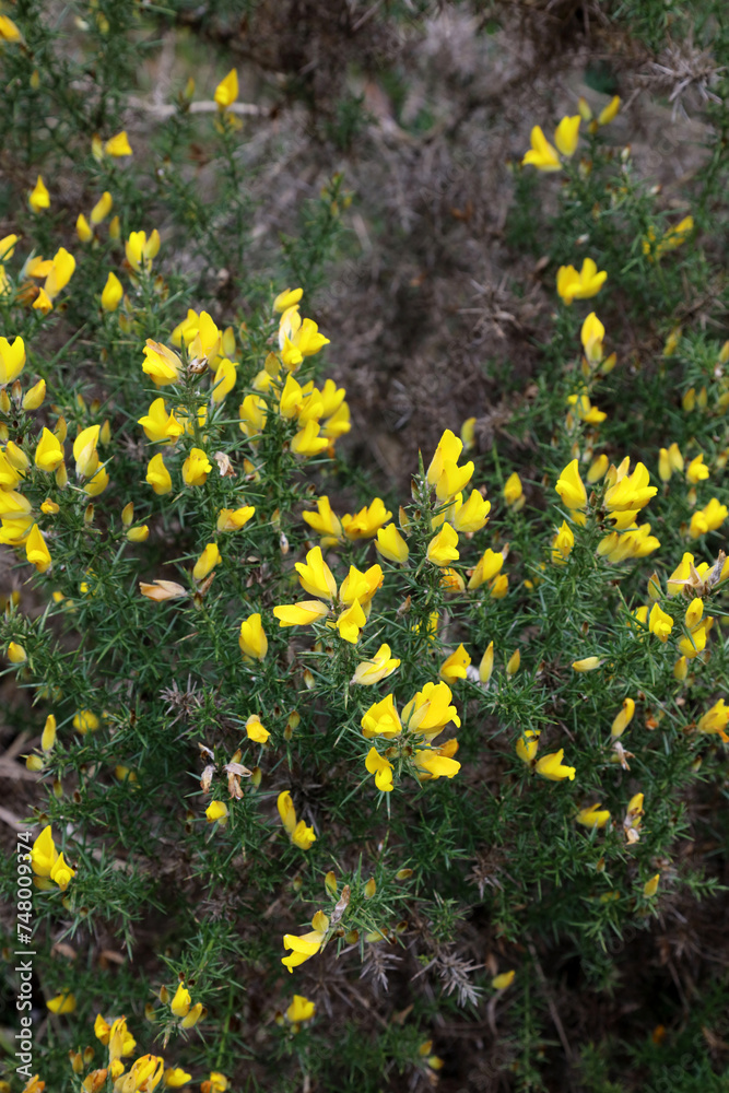 Closeup of yellow Gorse blooms, Derbyshire England
