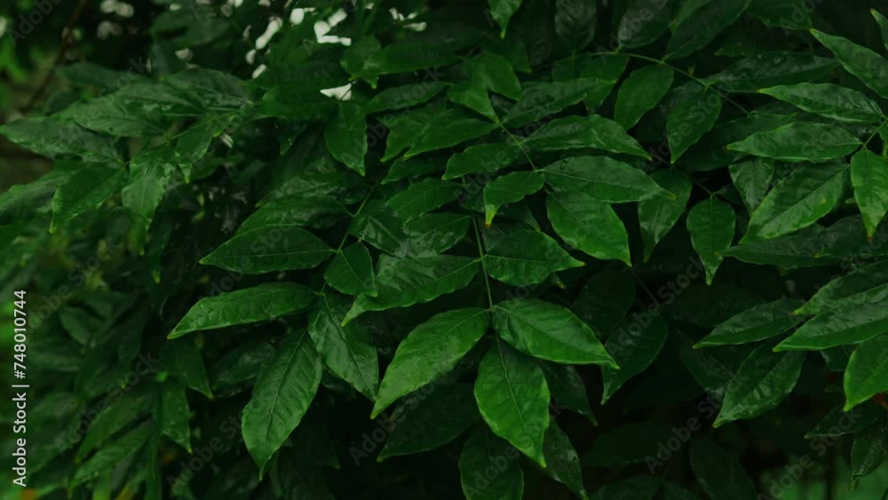 Spring eco green leafs with water drops after rain in forest on dark background. Green leaf on rainy day in forest illuminated with soft daylight. Abstract texture background. High quality FullHD Spring eco green leafs with water drops after rain in forest on dark background. Green leaf on rainy day in forest illuminated with soft daylight. Abstract texture background. High quality FullHD