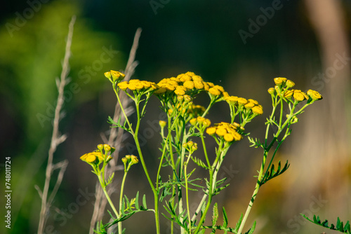 żółte kwiaty © Dariusz Grochal 