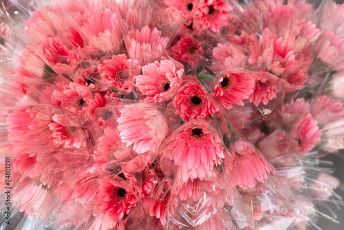 Top view many Gerbira flowers packing in plastic. photo