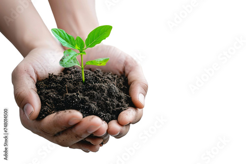 Person carrying plant in hands isolated on transparent background