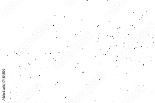 Real photo of flying crows on the white sky hi-res texture for designers