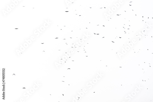 Real photo of flying crows on the white sky hi-res texture for designers