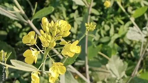 In this video beautiful Mustard flowers are showing.