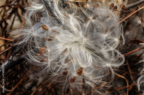 A Closeup Of Milkweeds Seeds, Asclepias Syriaca, At Five Rivers Environmental Center In Delmar, New York