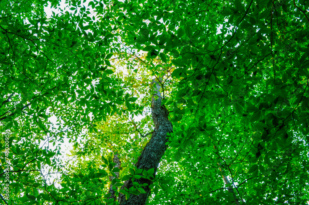 Fototapeta premium Beech And Maple, West Canada Lakes Wilderness Area, Adirondack Forest Preserve, NY