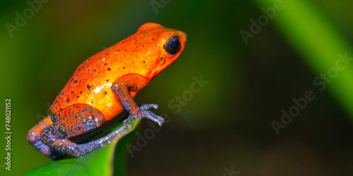 Dart Poison Frog, Blue Jeans, Oophaga pumilio, Dendrobates pumilio, Tropical Rainforest, Boca Tapada, Alajuela Province, Costa Rica, America