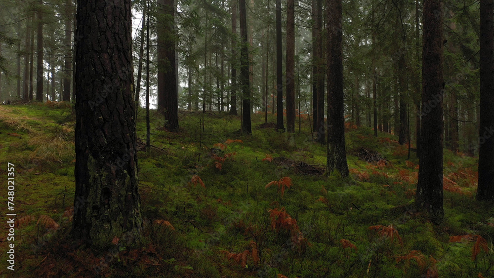 Obraz premium Beauitful evergreen morning forest landscape.