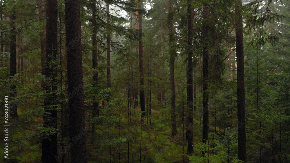 Flying through evergreen morning forest. Drone shot. Flying through evergreen morning forest. Drone shot.