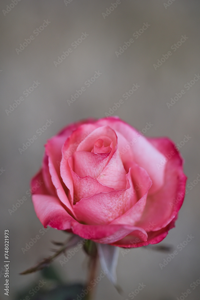 Fototapeta premium 綺麗なバラの花のある風景