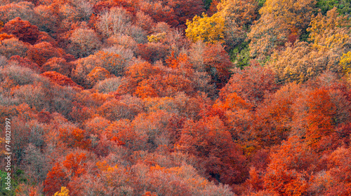 Hayedo de la Pedrosa Natural Protected Area, Beech Forest Autumn Season, Fagus sylvatica, Riofrío de Riaza, Segovia, Castilla y León, Spain, Europe photo