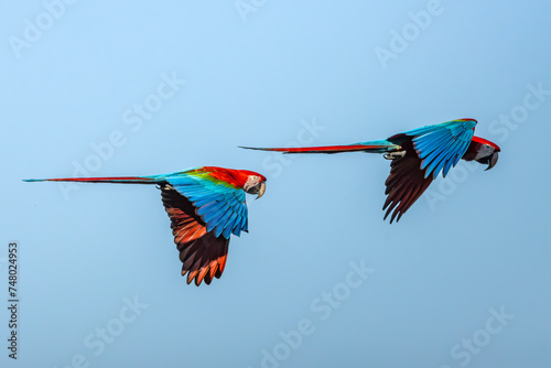 Red and Green Macaws (Arara-vermelha) photo