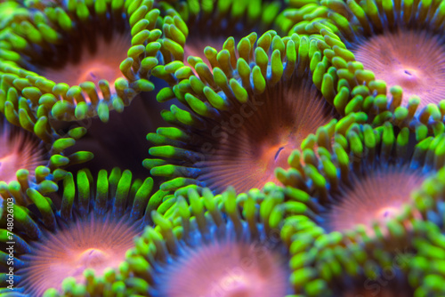 Zoanthid  © Buster Frith