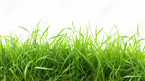 Green grass isolated on a white background with cop
