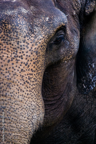 象の長い鼻
