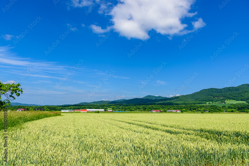 Obraz premium 道東 佐呂間町の麦畑