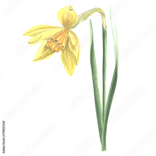 Watercolor daffodil yellow flower. Isolated hand drawn illustration garden spring narcissus. Floral botanical drawing template for card for Mothers day, 8 March, wedding, package, textile, embroidery.