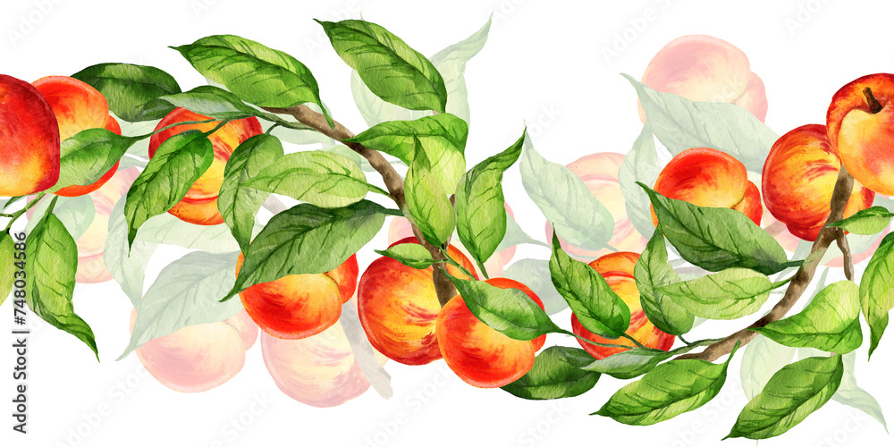 watercolor seamless border with illustration of summer fruit, peach or apricot, nectarine on a branches with green leaves, sketch of sweet food isolated on white background