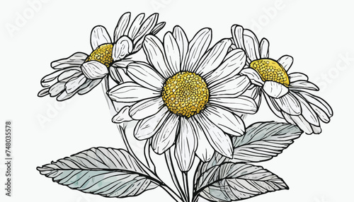 vector drawing chamomile, daisy flower, Chamaemelum nobile at white background, Anthemis nobilis, hand drawn illustration photo