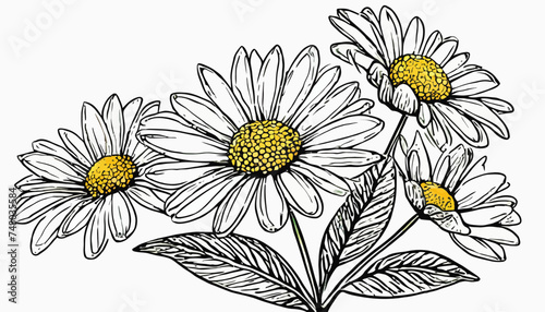 vector drawing chamomile, daisy flower, Chamaemelum nobile at white background, Anthemis nobilis, hand drawn illustration