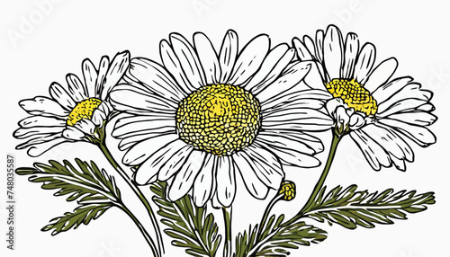 vector drawing chamomile  daisy flower  Chamaemelum nobile at white background  Anthemis nobilis  hand drawn illustration