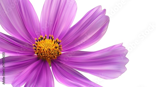 A stunning vivid purple flower with fine details and bright yellow center standing out on a pure white background
