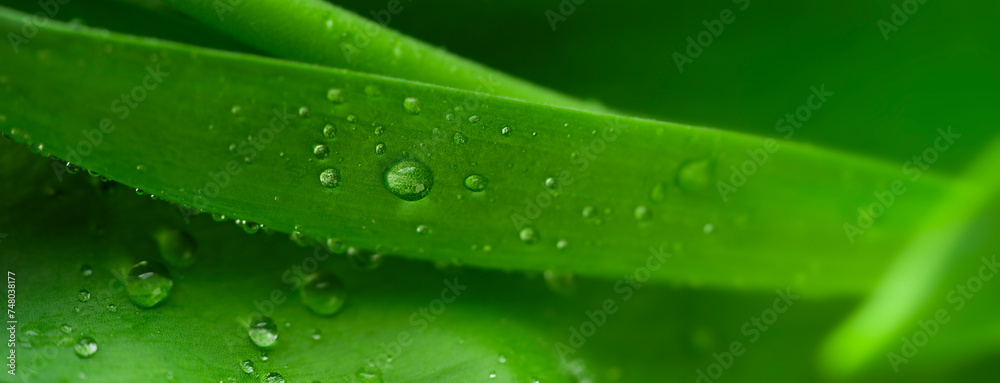 Natural background of green leaf with droplets. Natural background of green leaf with droplets.