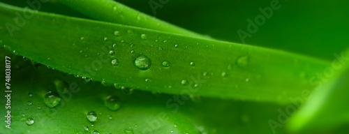 Natural background of green leaf with droplets. 
