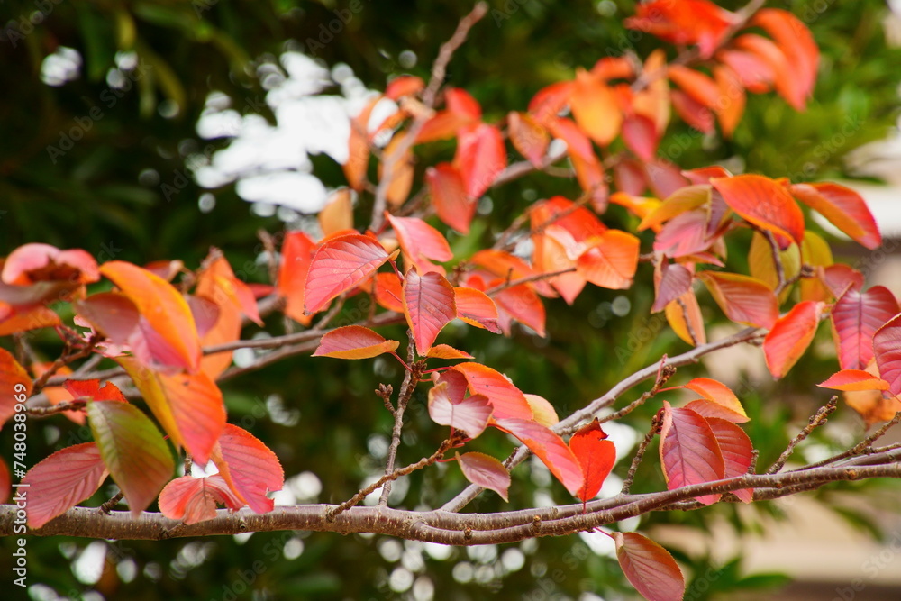 Fototapeta premium 鮮やかな真紅に染まる公園の木々