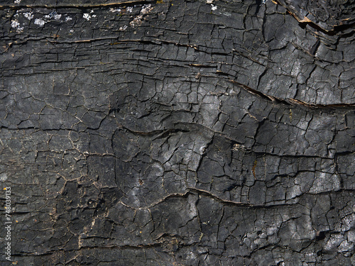 The surface of an old burnt log, burnt, cracked surface creates an atmospheric, unique abstract picture