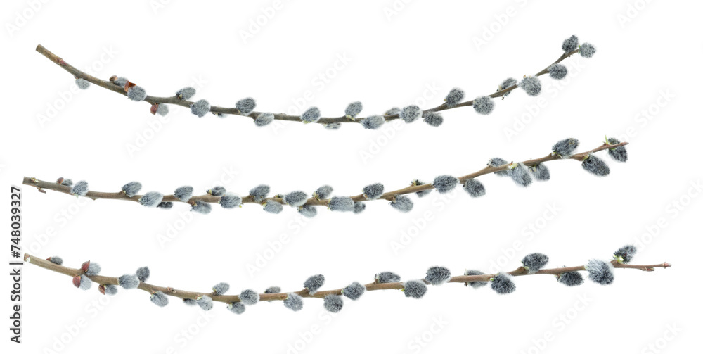 Set of pussy willow branches isolated on white background - obrazy, fototapety, plakaty 