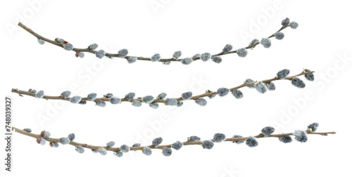 Set of pussy willow branches isolated on white background photo