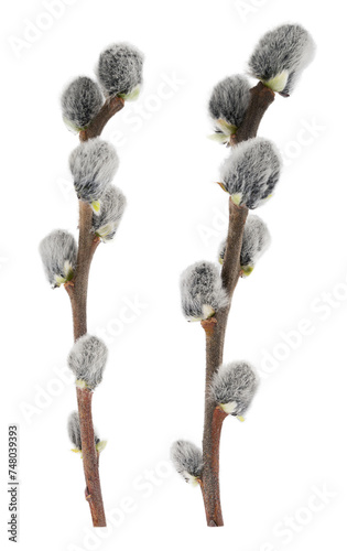 Pussy willow branches isolated on white background