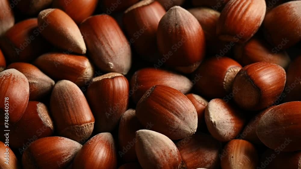 Raw hazelnuts in shells, agricultural harvest, protein food ingredients
Raw hazelnuts in shells, agricultural harvest, protein food ingredients