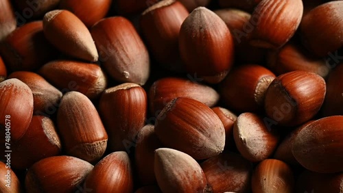 Raw hazelnuts in shells, agricultural harvest, protein food ingredients
