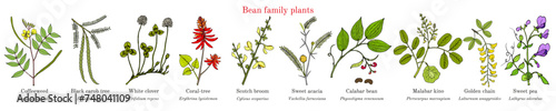 Bean family plants. (Fabaceae, Leguminosae or Papilionaceae).