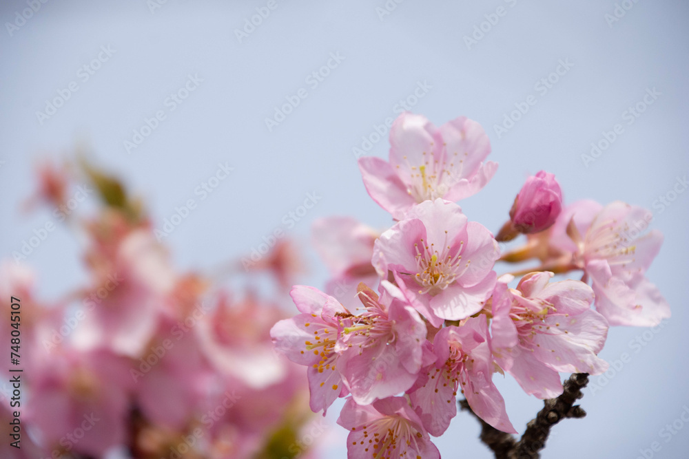 Obraz premium 河津桜