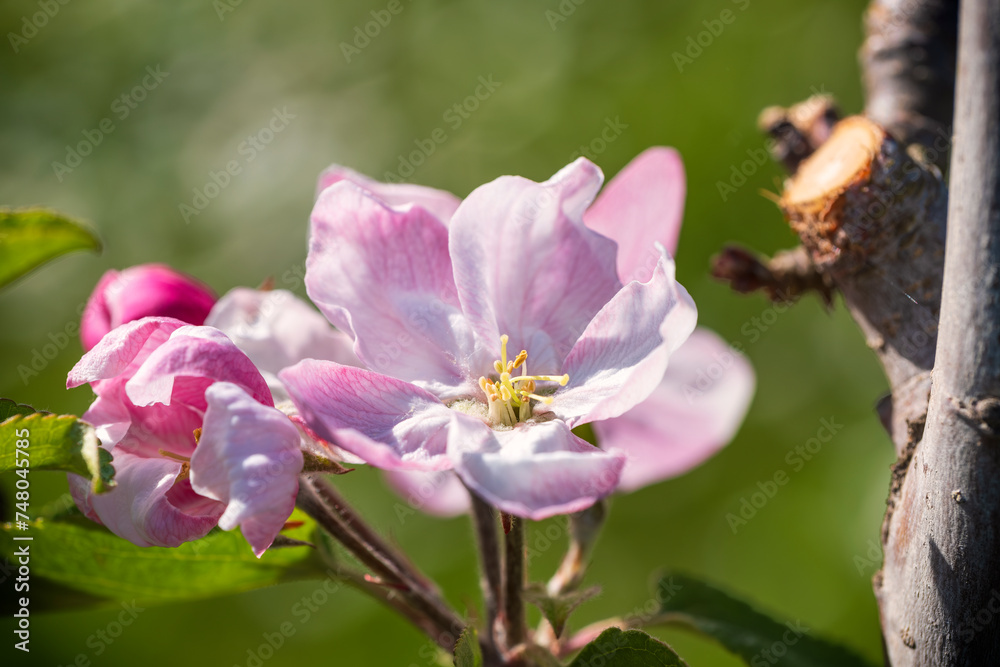 Close-up of pink cherry blossoms near Frauenstein - Germany in the Rheingau Close-up of pink cherry blossoms near Frauenstein - Germany in the Rheingau