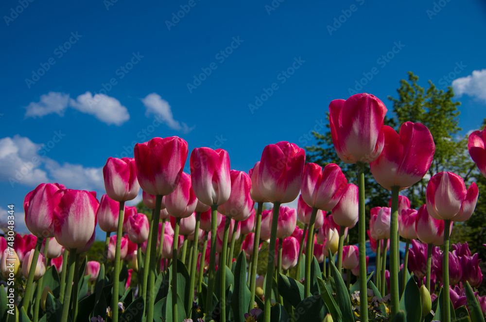 Obraz premium 日本の鳥取県の鳥取花回路のチューリップ