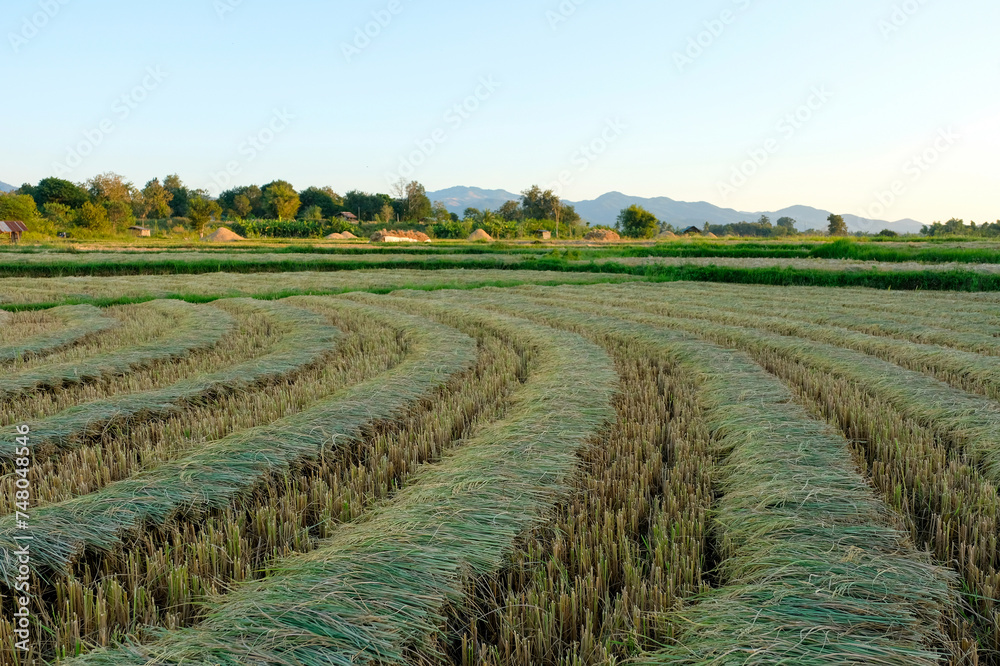 Harvested Field at Dusk. Cut stalks of crop in neat rows on a field with a backdrop of distant mountains during sunset.
