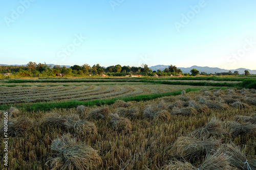 Harvested Field at Dusk. Cut stalks of crop in neat rows on a field with a backdrop of distant mountains during sunset.