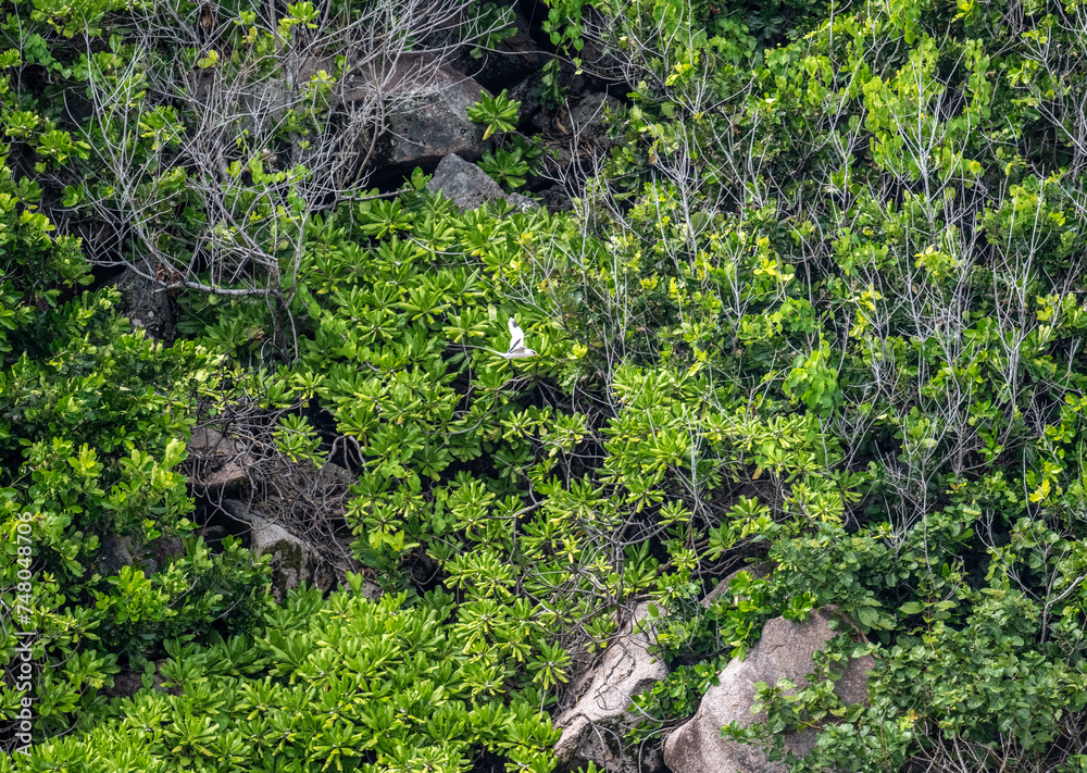 A white-tailed chaise bird soars with its wings spread on a sunny day on one of the Seychelles islands A white-tailed chaise bird soars with its wings spread on a sunny day on one of the Seychelles islands