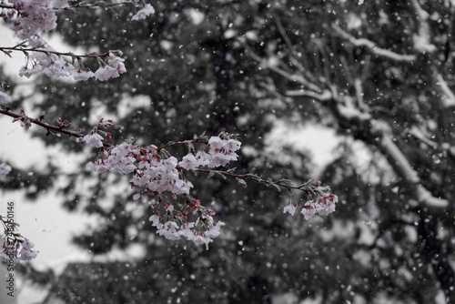 桜と雪