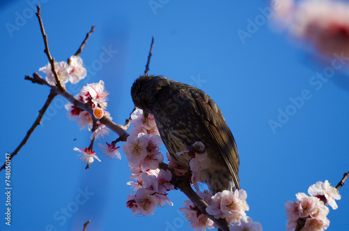 桜とヒヨドリ