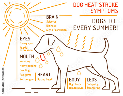 Dog heat stroke symptoms. Medical infographic. Landscape veterinarian poster. photo